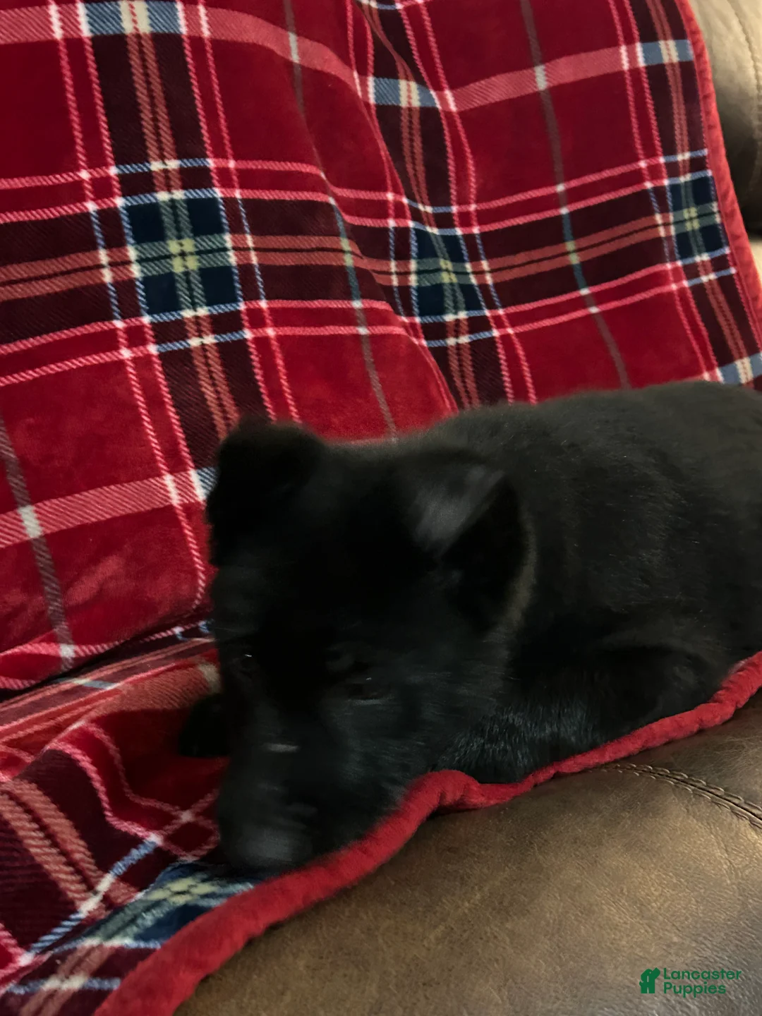 German Shepherd dogs for sale: Cody/Willow Light Blue - Ad 5