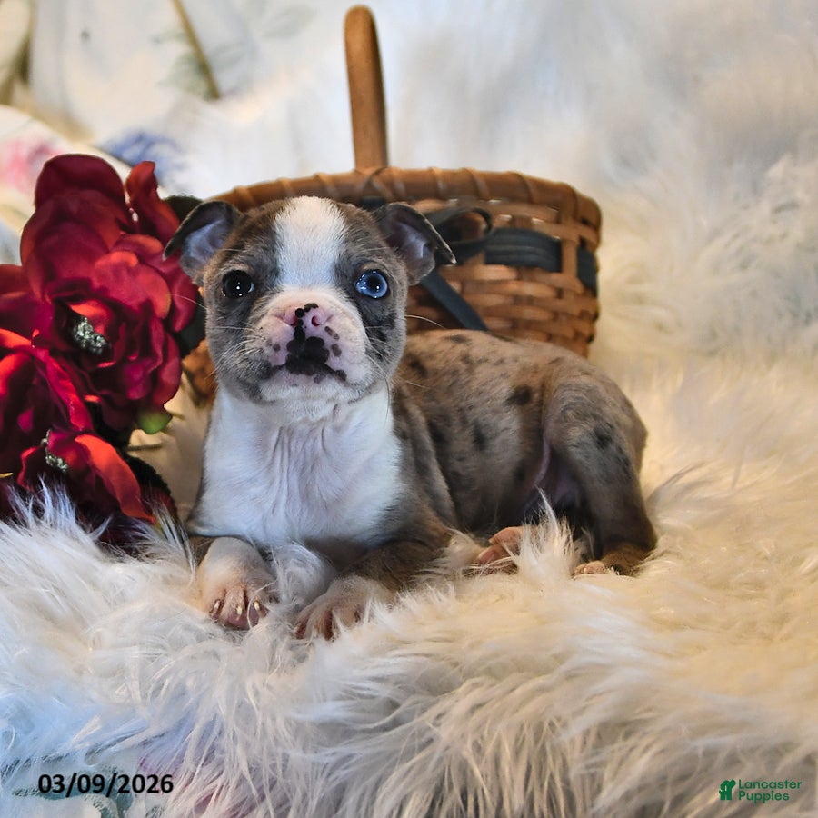 Boston Terrier dogs Brooklyn - Ad 1