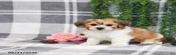 Teddy Bear dogs for sale: Skippy - Ad 4