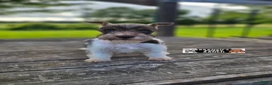 Miniature Schnauzer 1