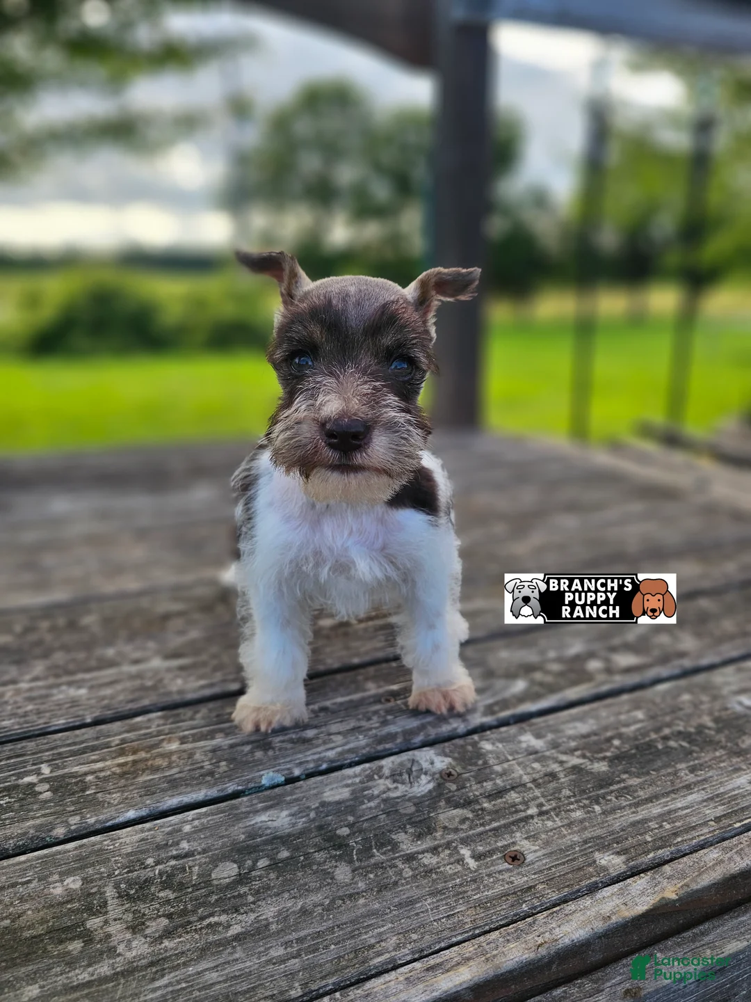 Miniature Schnauzer dogs for sale: Miniature Schnauzer 1 - Ad 1
