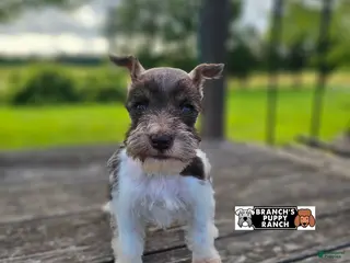 Miniature Schnauzer dogs for sale: Miniature Schnauzer 1 - Ad 2