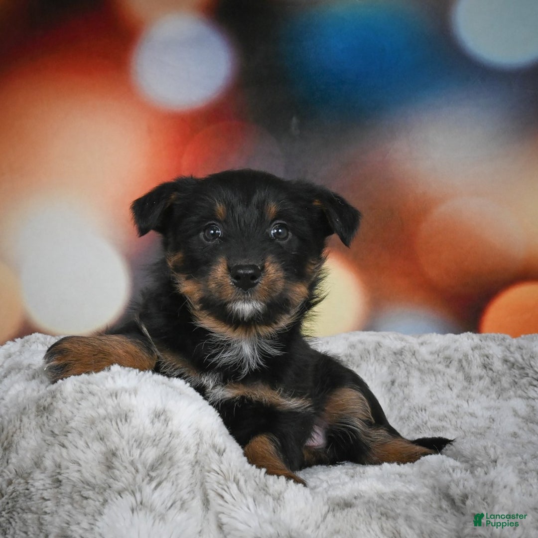 Mixed Breed dogs for sale: Rose - Ad 5