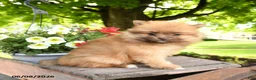 Pomeranian dogs for sale: Kit - Ad 1