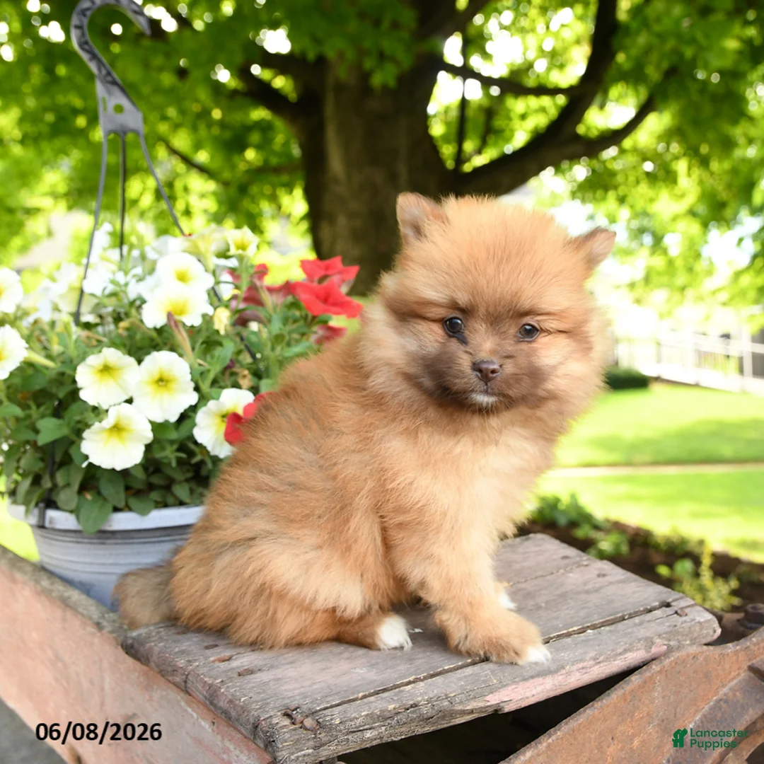 Pomeranian dogs for sale: Kit - Ad 1