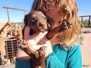 Doberman Pinscher dogs Poppy F2 - Ad 6