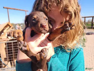 Doberman Pinscher dogs Poppy F2 - Ad 8