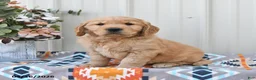 Golden Retriever dogs for sale: General  - Ad 1