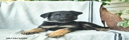 German Shepherd dogs for sale: Gus  - Ad 3