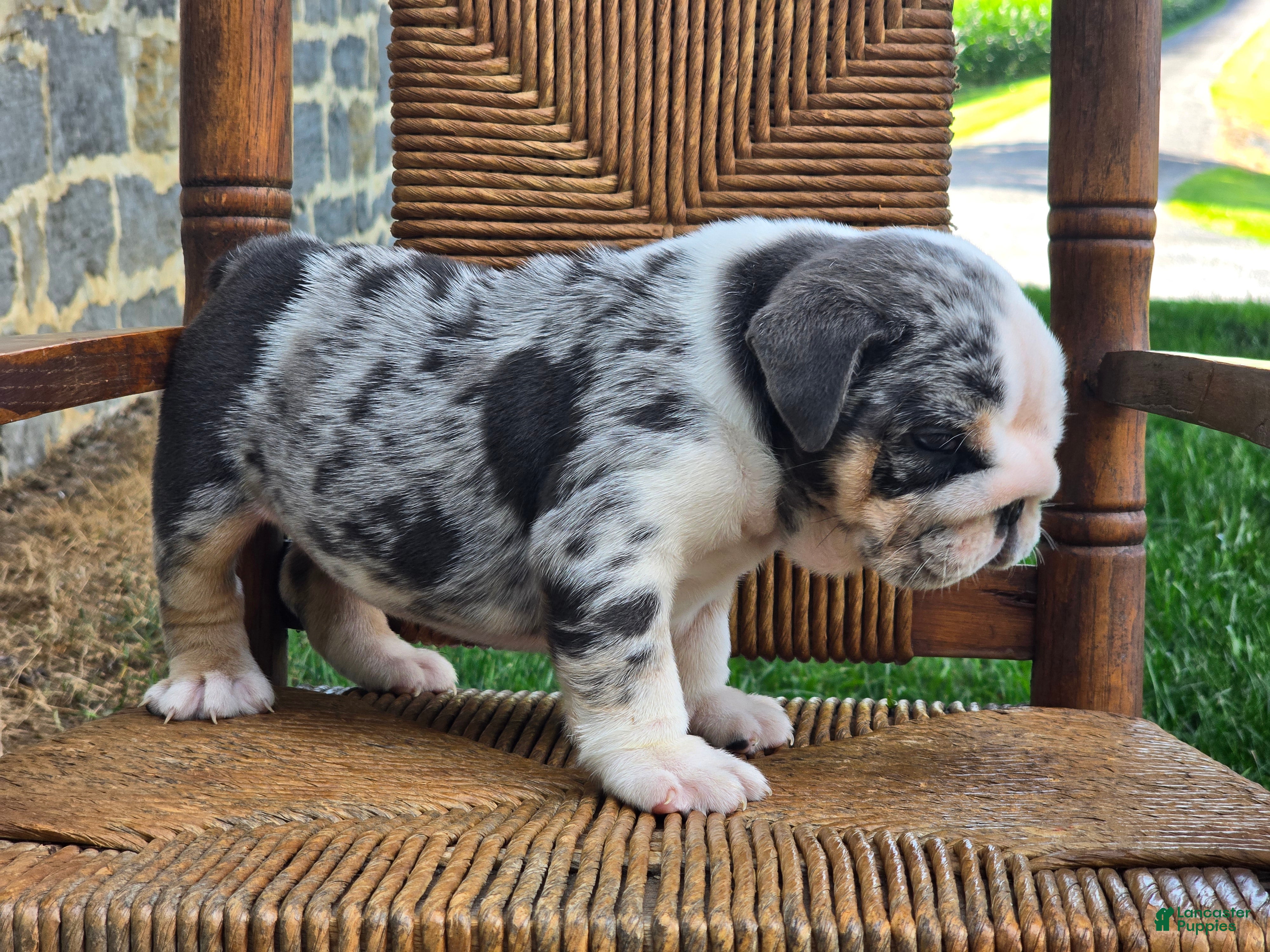 English Bulldog dogs Blizzard - Ad 2