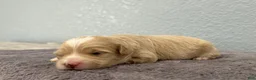 Mini Goldendoodle dogs for sale: Tinkerbell - Ad 4
