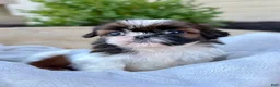 Shih Tzu dogs for sale: AKC Letti - Ad 8