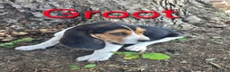 Beagle dogs for sale: Beagle Puppy 1 - Ad 1