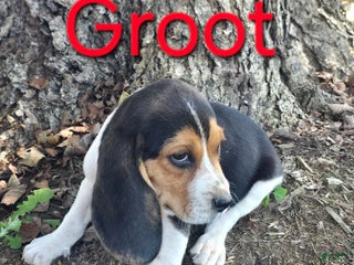 Beagle dogs Beagle Puppy 1 - Ad 2