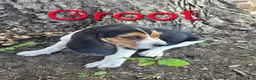 Beagle dogs for sale: Beagle Puppy 1 - Ad 1