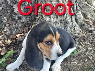 Beagle dogs Beagle Puppy 1 - Ad 30