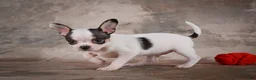 Chihuahua dogs for sale: Ernie - Ad 15