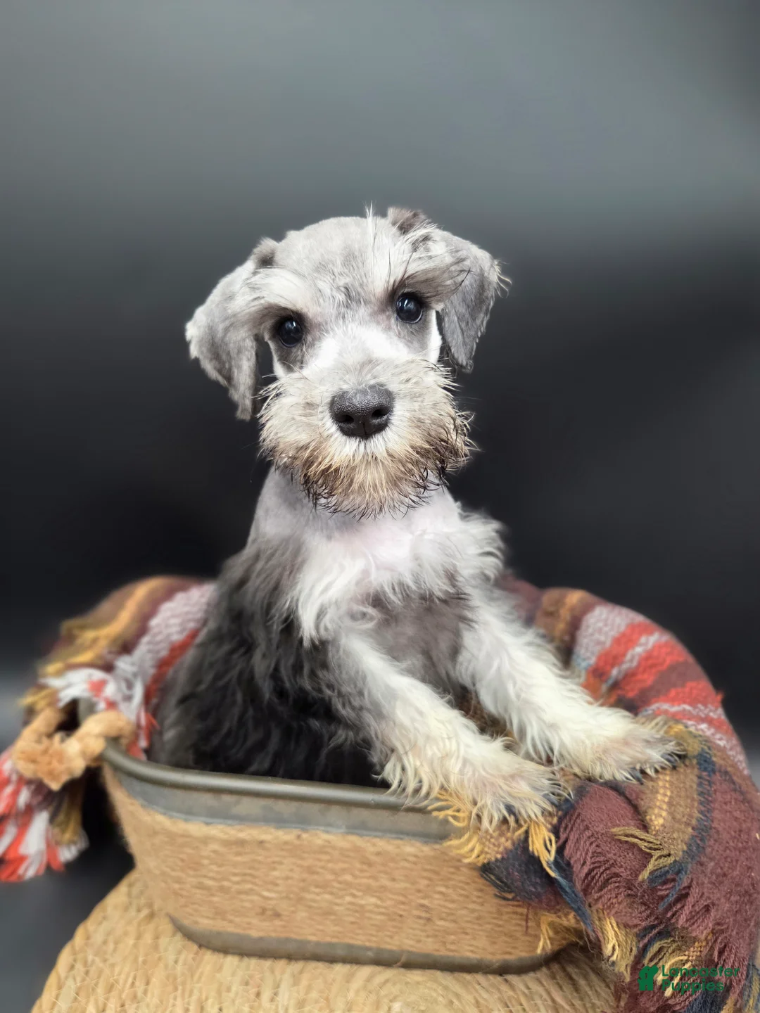 Miniature Schnauzer dogs for sale: Black & Silver Female - Ad 3
