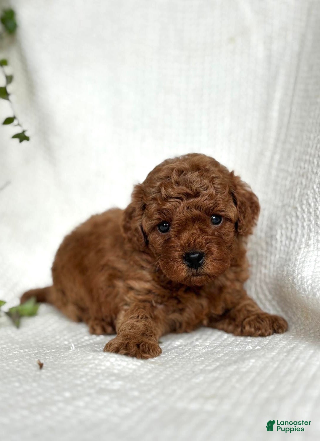 Mini Goldendoodle dogs Mini Goldendoodle 3 - Ad 2