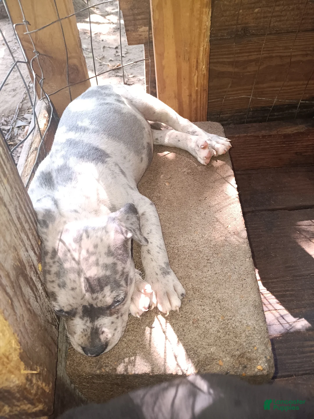 American Bully dogs for sale: American Bully 1 - Ad 1