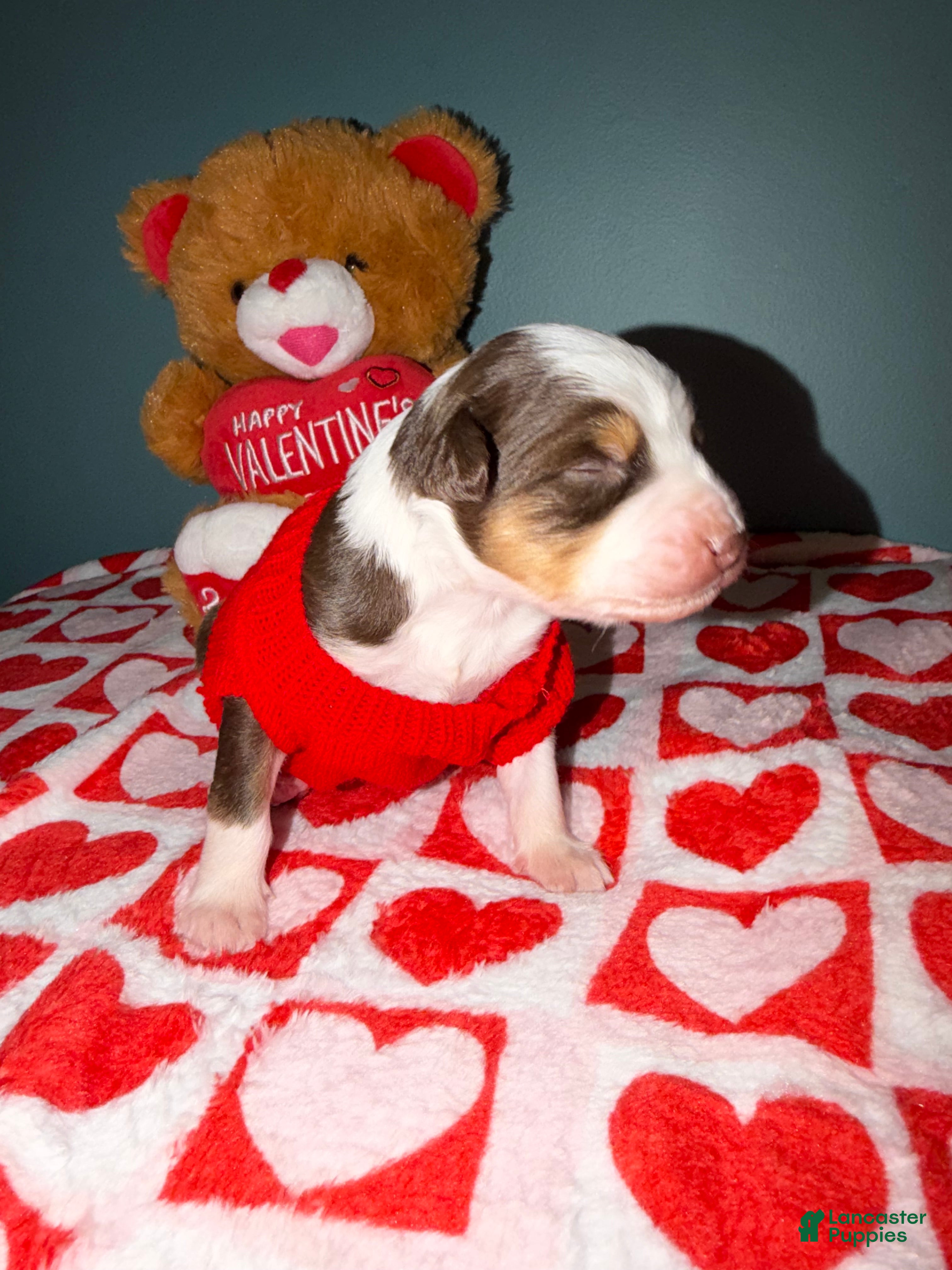 Miniature Australian Shepherd dogs Tate - Ad 2