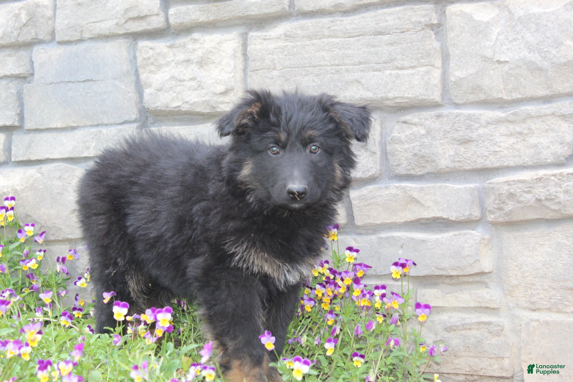 German Shepherd dogs for sale: Devon - Ad 3
