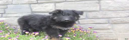 German Shepherd dogs for sale: Devon - Ad 1