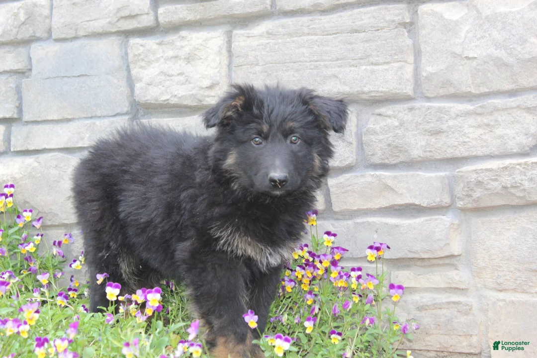 German Shepherd dogs for sale: Devon - Ad 1