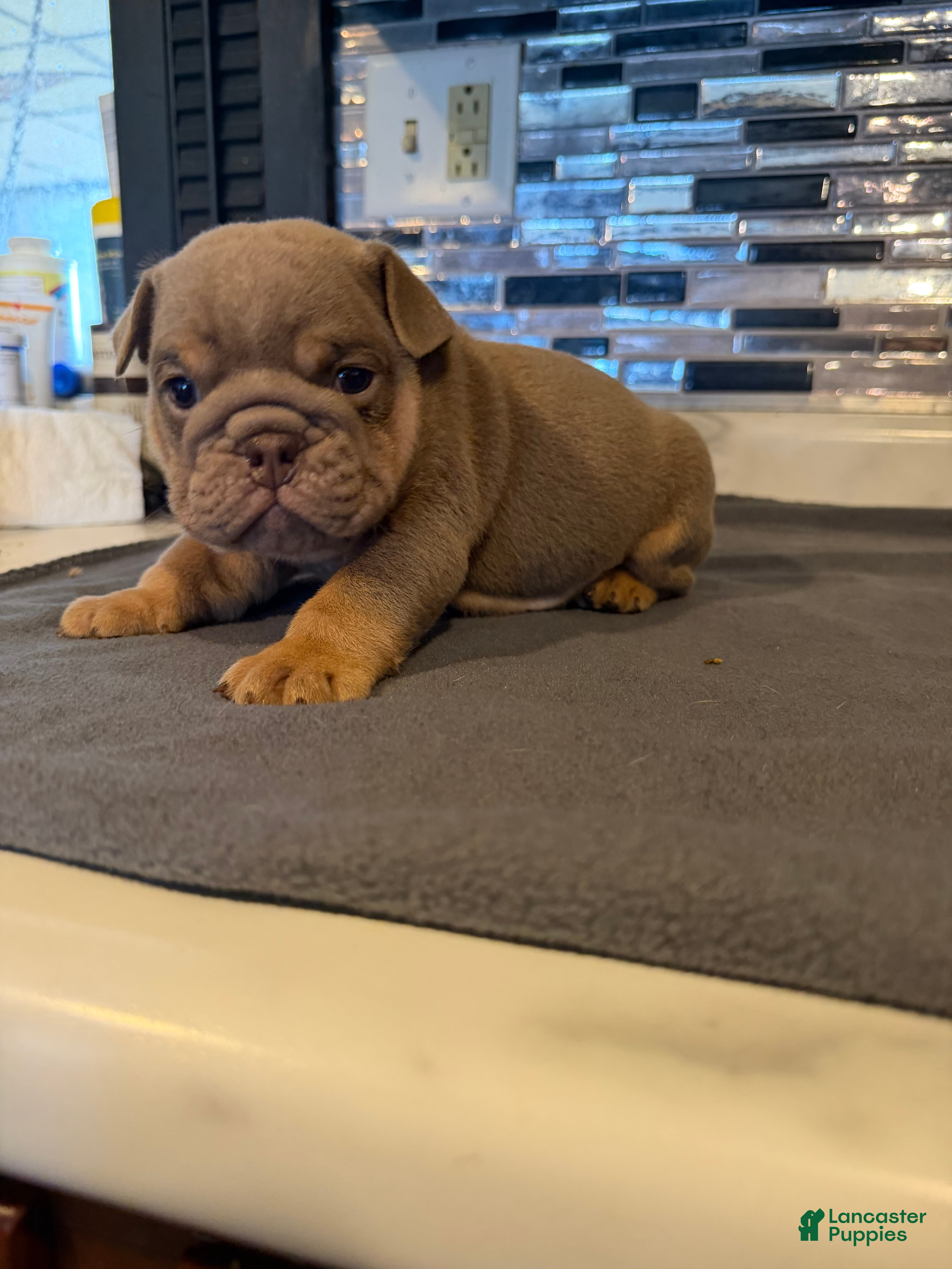 English Bulldog dogs Lilac full suit male - Ad 35