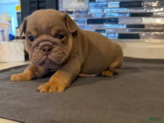 English Bulldog dogs Lilac full suit male - Ad 35