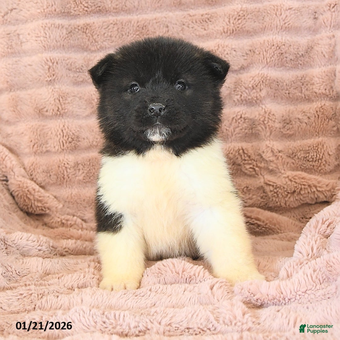 Akita dogs for sale: Flame - Ad 5