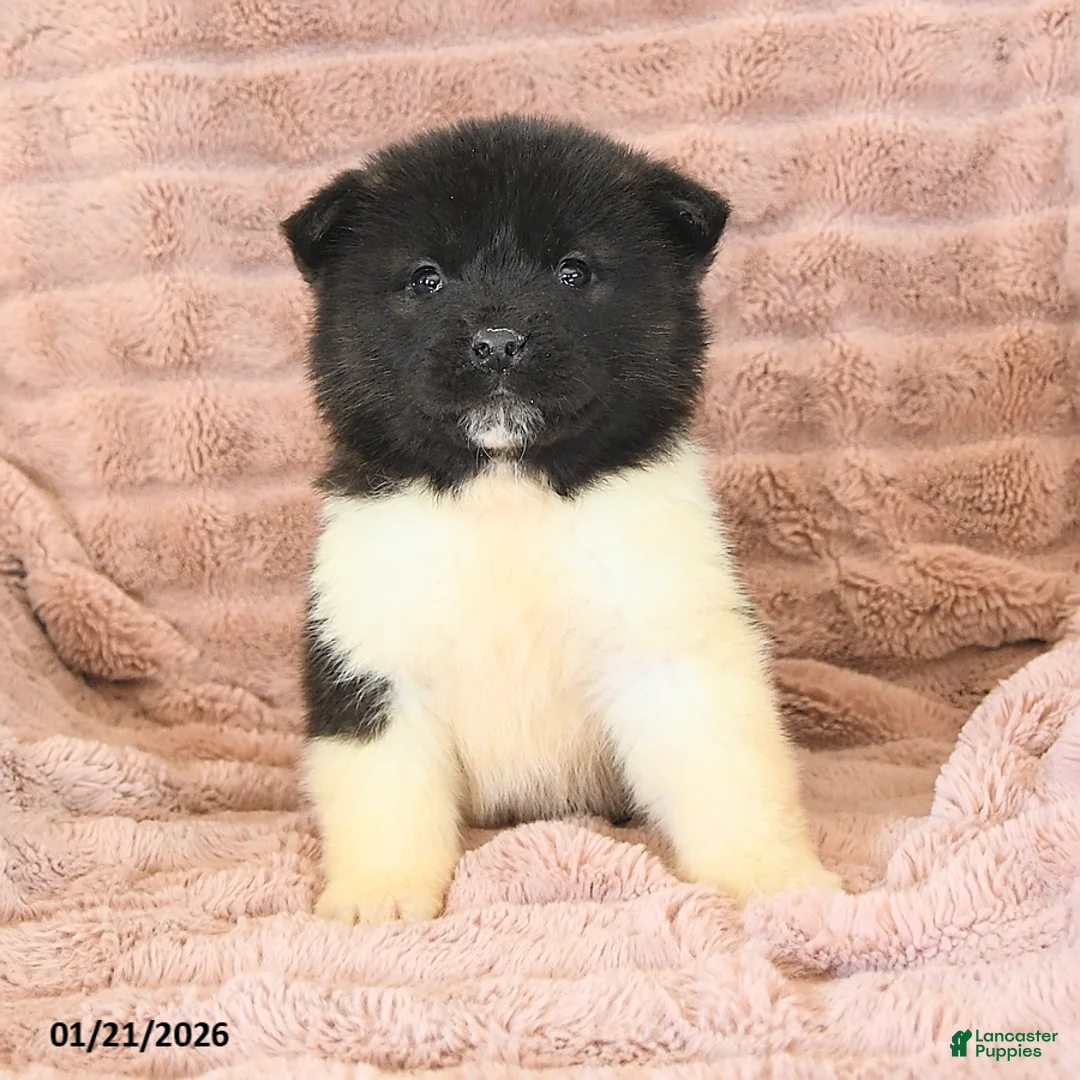Akita dogs for sale: Fire - Ad 10