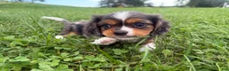 Cavalier King Charles Spaniel dogs for sale: Levi - Ad 2