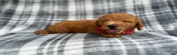 Mini Goldendoodle dogs for sale: Logan - Ad 5