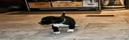 Presa Canario dogs for sale: Ms Green - Ad 16