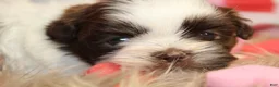 Shih Tzu dogs for sale: CUTIE - Ad 6