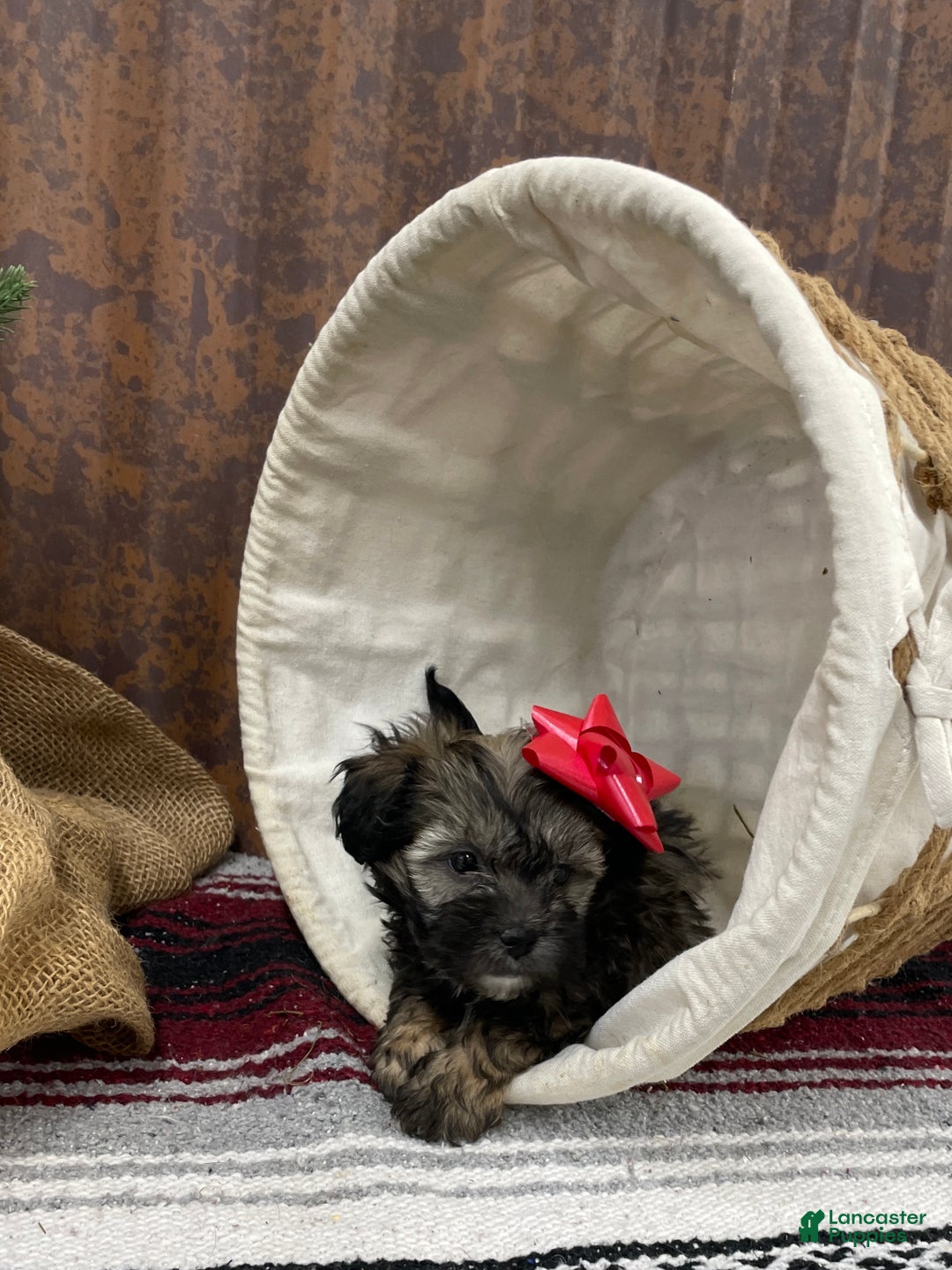 Shihpoo dogs for sale: Copper  - Ad 6