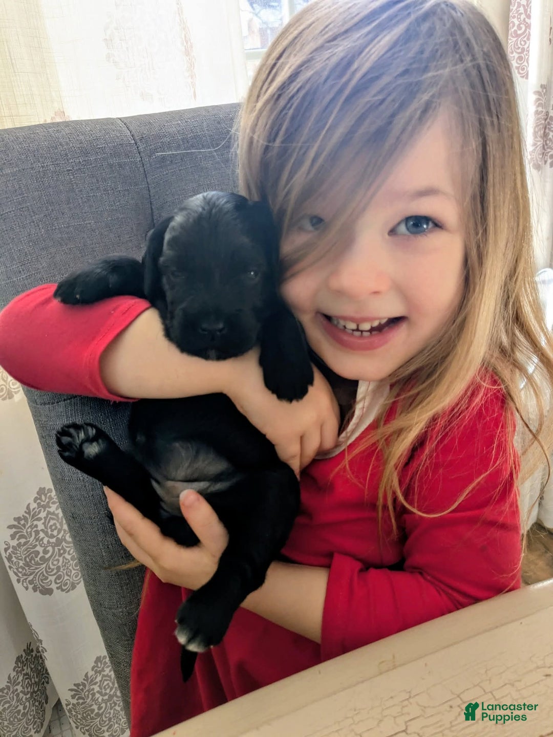 Mixed Breed dogs for sale: Golden Mountain Doodle Puppy 4 - Ad 3