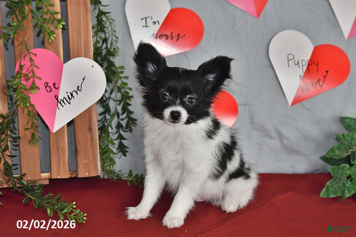 Papillon dogs Chocolate - Ad 2