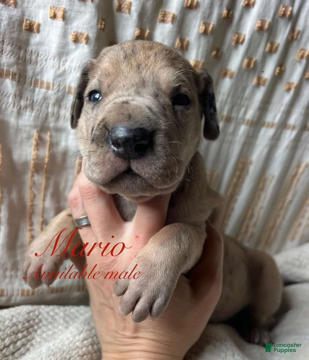 Great Dane dogs for sale: Mario - Ad 1