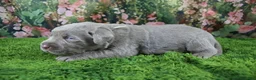 Labrador Retriever dogs for sale: Misty - Ad 2