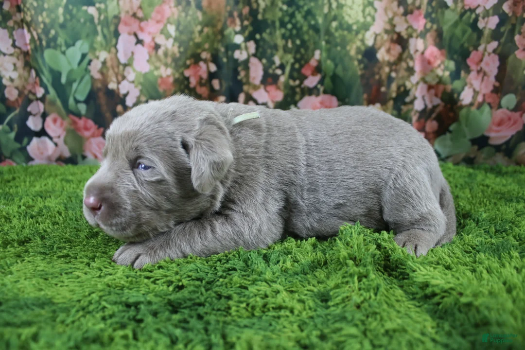 Labrador Retriever dogs for sale: Misty - Ad 2