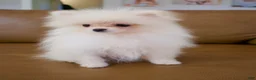 Pomeranian dogs for sale: Teddy, JR - Ad 3