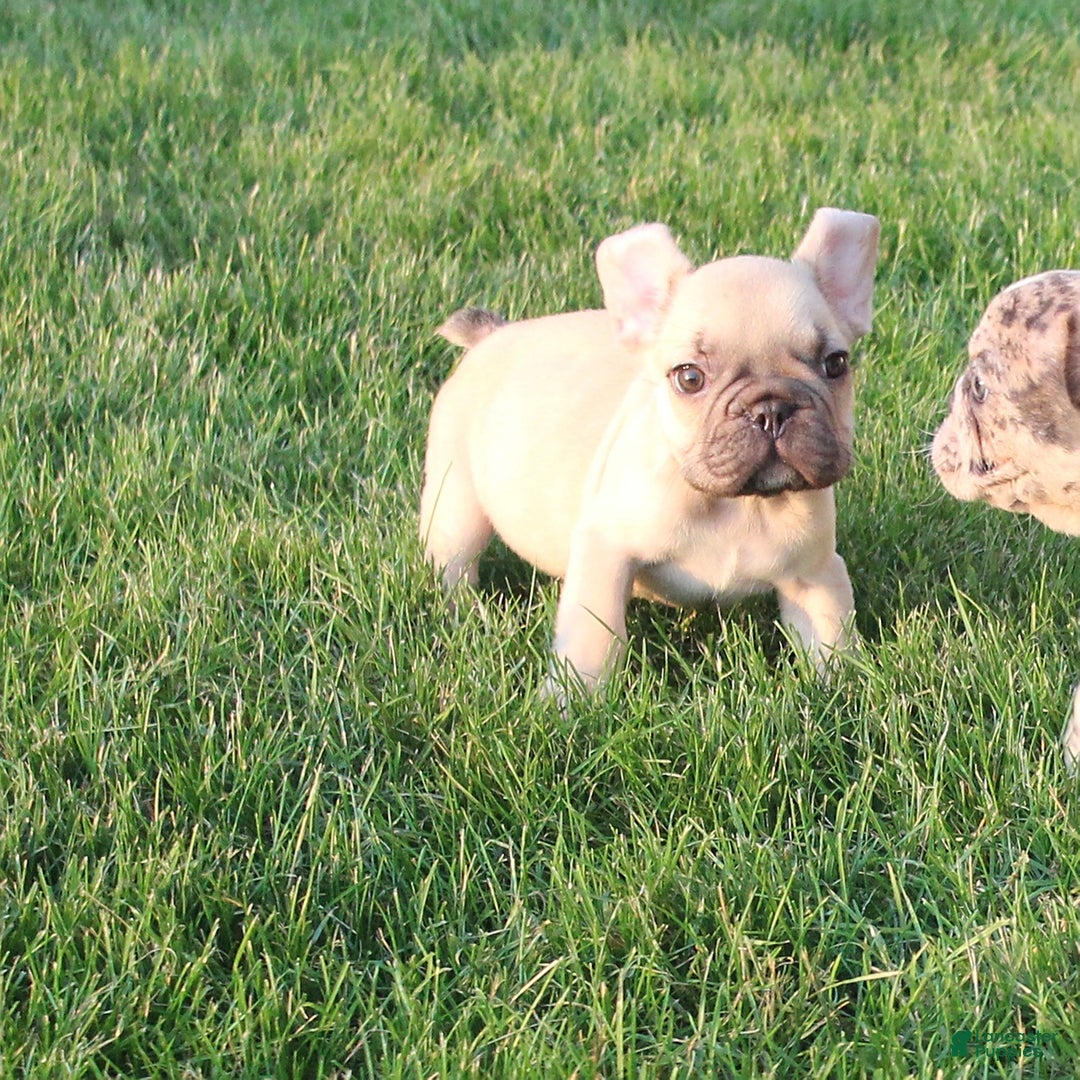 French Bulldog dogs for sale: Dale - Ad 1