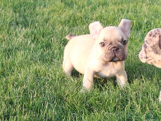French Bulldog dogs Dale - Ad 3