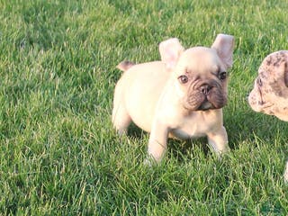 French Bulldog dogs Dale - Ad 10