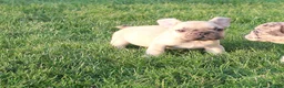 French Bulldog dogs for sale: Dale - Ad 1