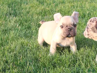 French Bulldog dogs Dale - Ad 15