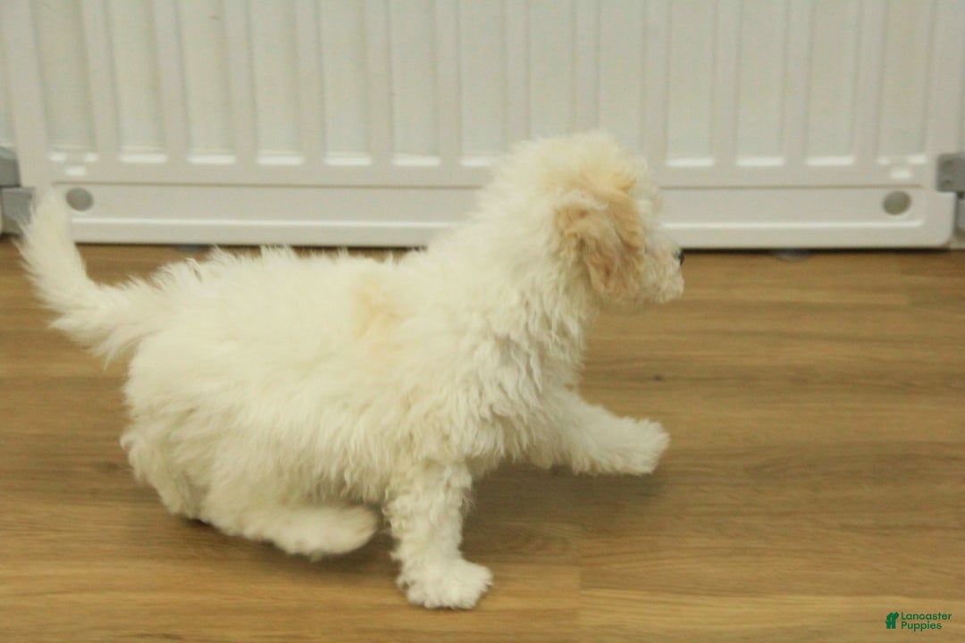 Bichpoo dogs for sale: Ruth - Ad 5