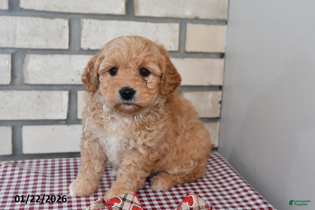 Bichpoo dogs for sale: Chris - Ad 4